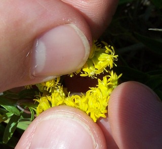 Solidago missouriensis pollination.JPG